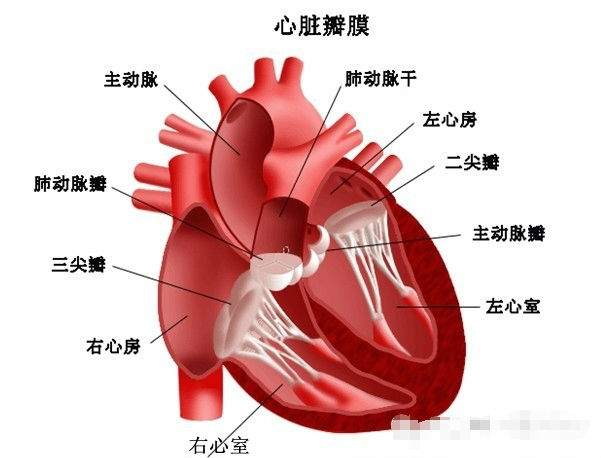 随便果可以降三高