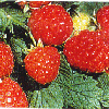 龙源树莓Raspberry