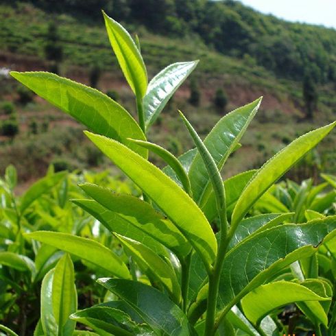 溢福茶园景色